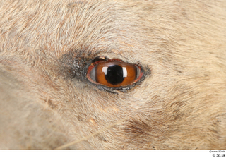 Striped Hyena Hyaena hyaena eye 0005.jpg